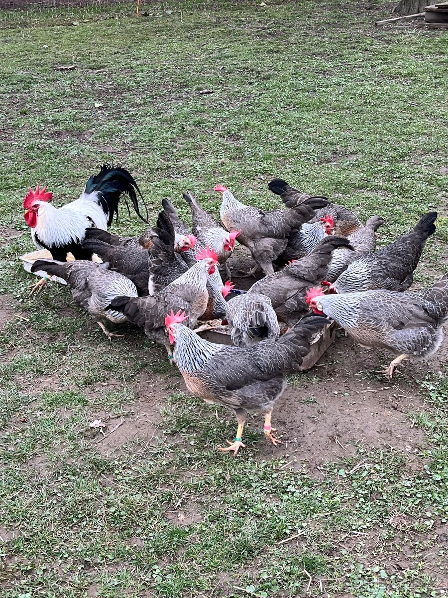 Vlaška stříbrná - 4