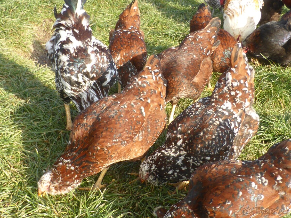 Kuřata Orlovky pestré - 4