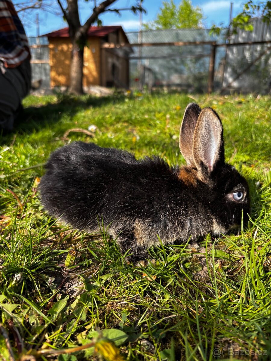 Králíci - 4