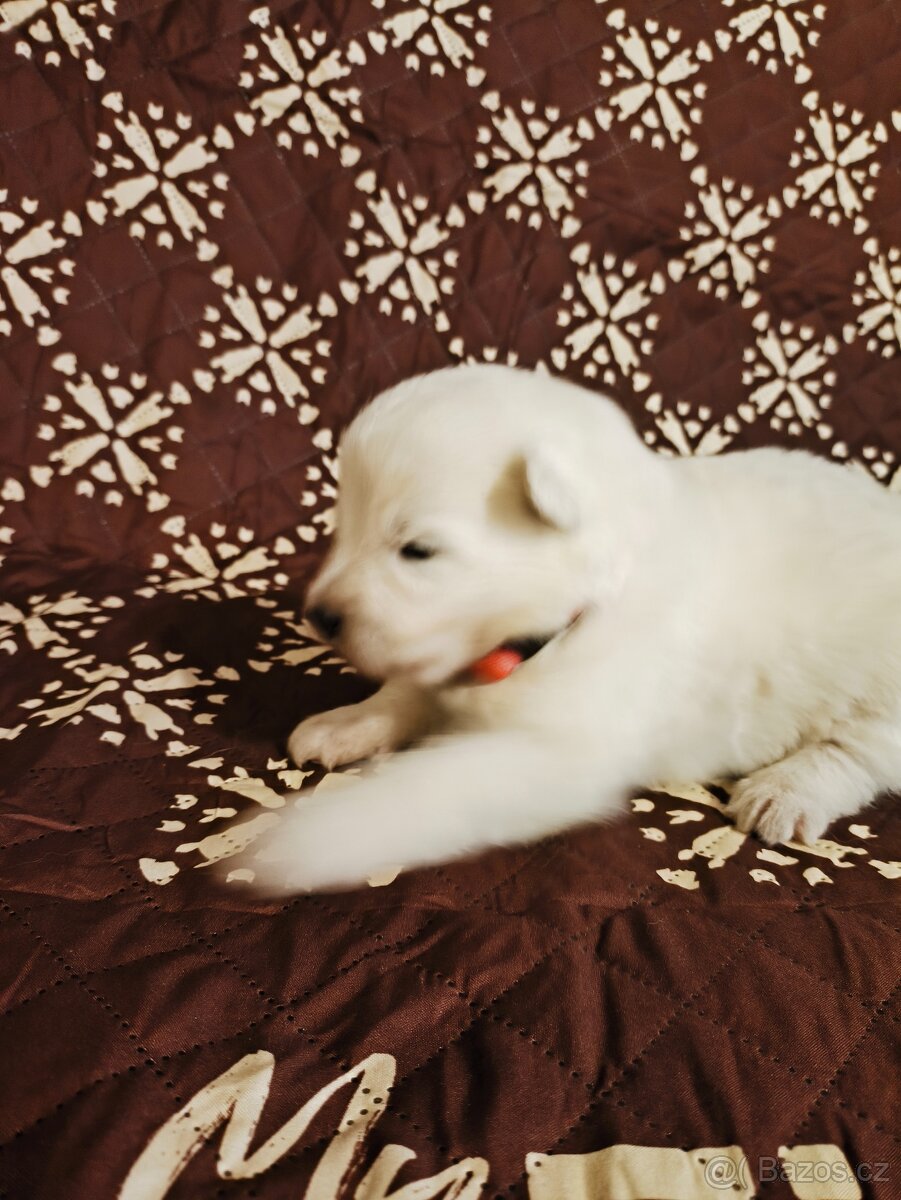 Samojed štěňata s PP - 4