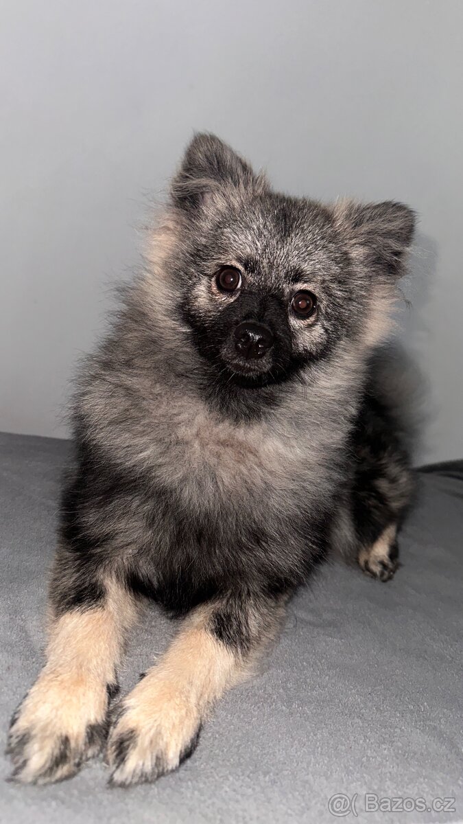 Německý špic s PP - 4