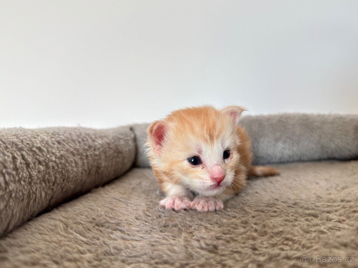 Mainská mývalí koťátka bez PP - 4