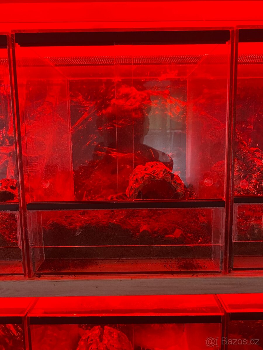 Terarijní regál s červeným LED osvětlením – pavouci, hadi, š - 4