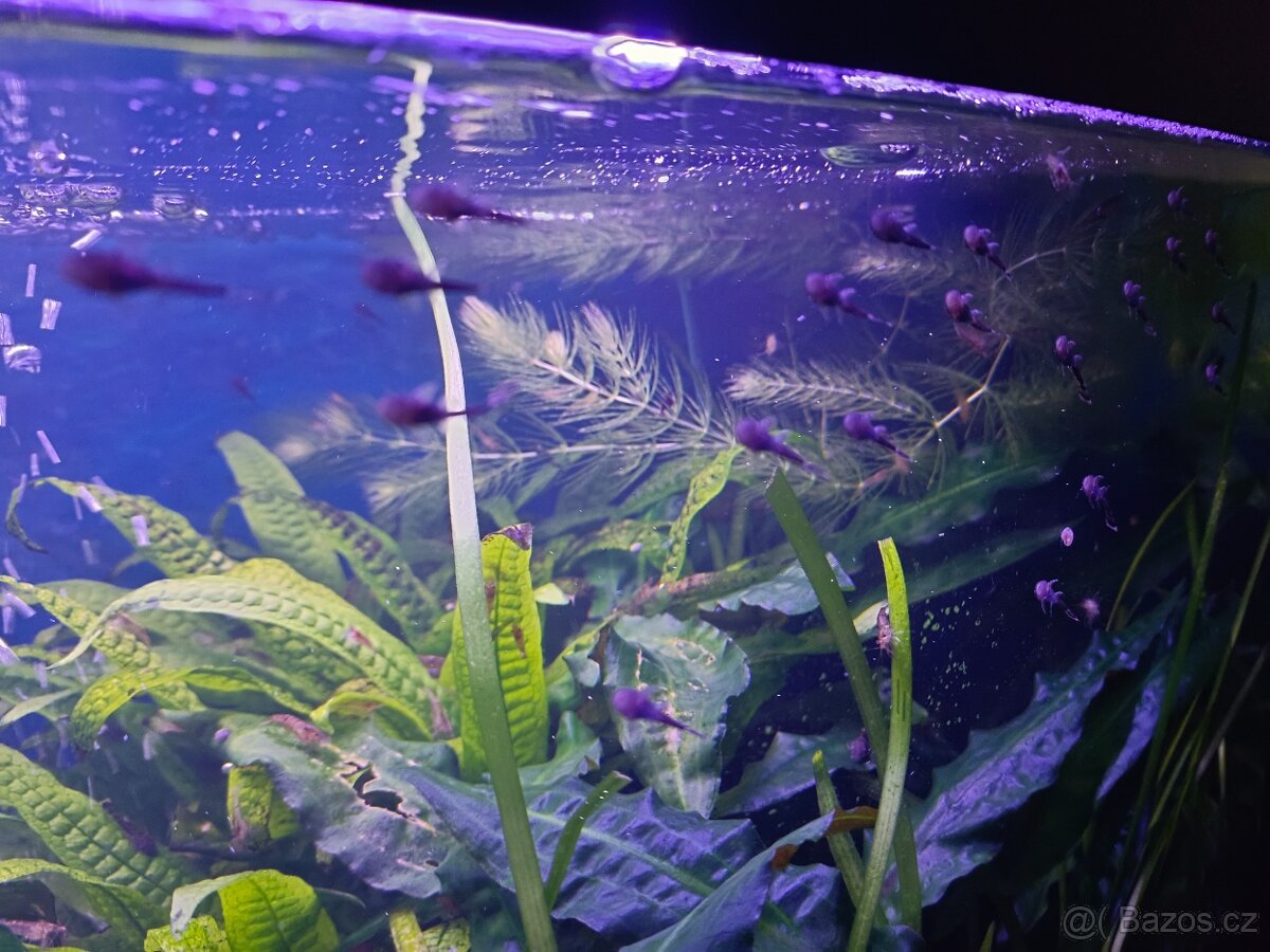 Prodám ancitrusy - 4