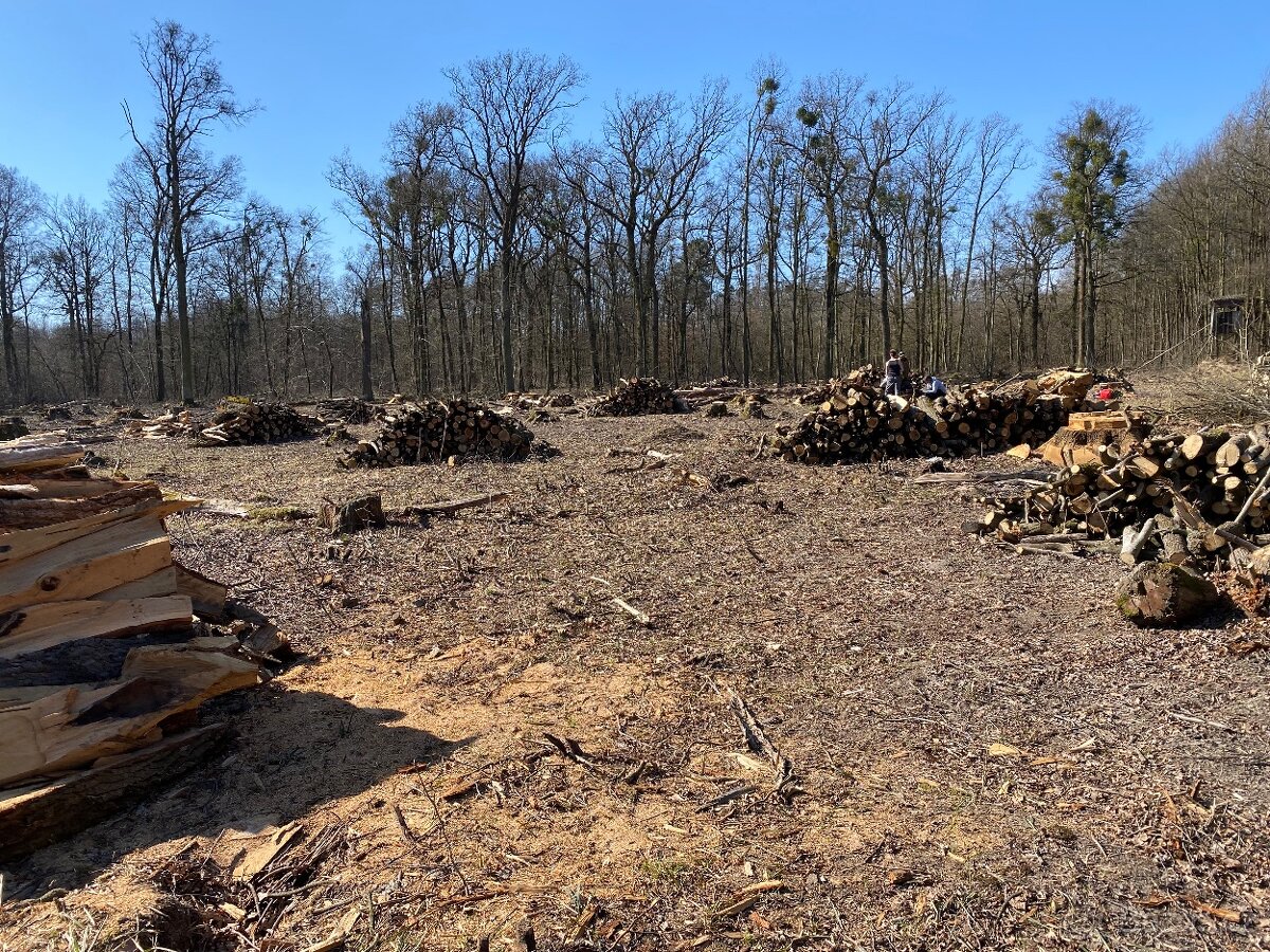 Prodám tvrdé palivové dřevo dub - 4