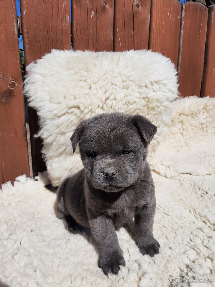 BULLY x CHOW CHOW - 4