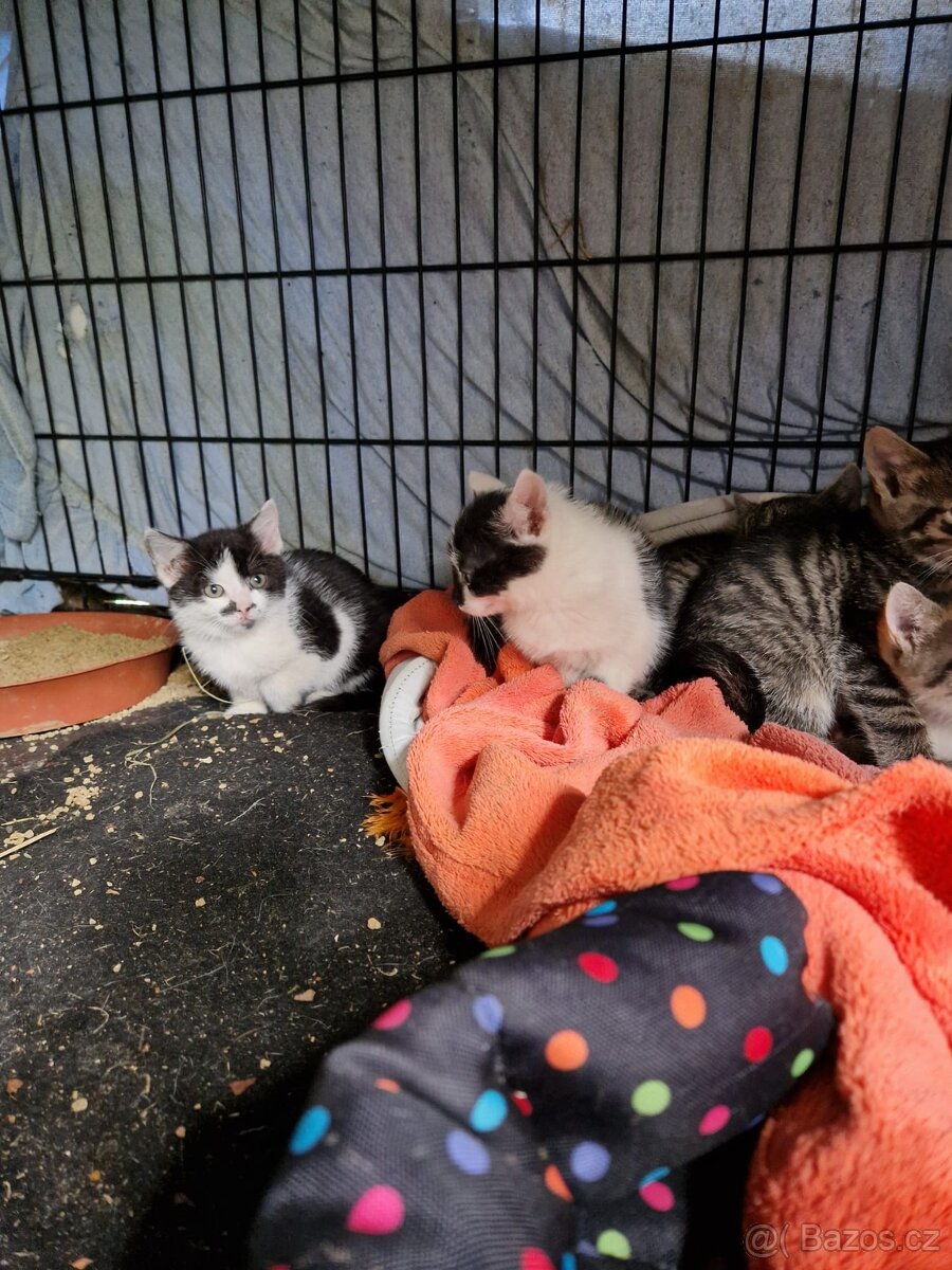 Darujeme krásná koťata, 8 týdnů - 4