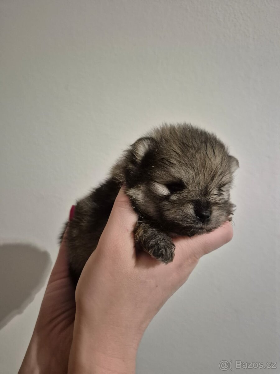 Pomeranian bez PP štéňátka - 4
