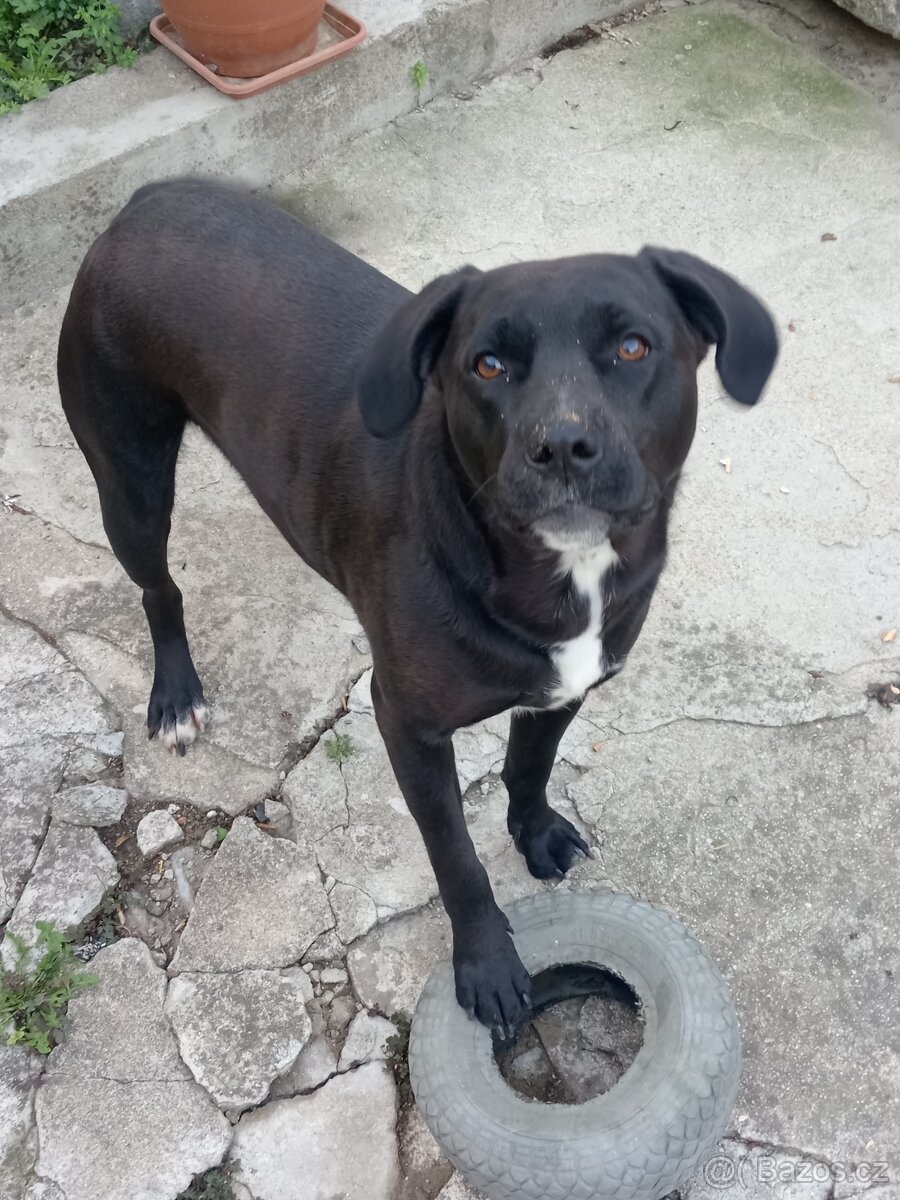Daruji 2-letou fenku Labrador x Staford - 4