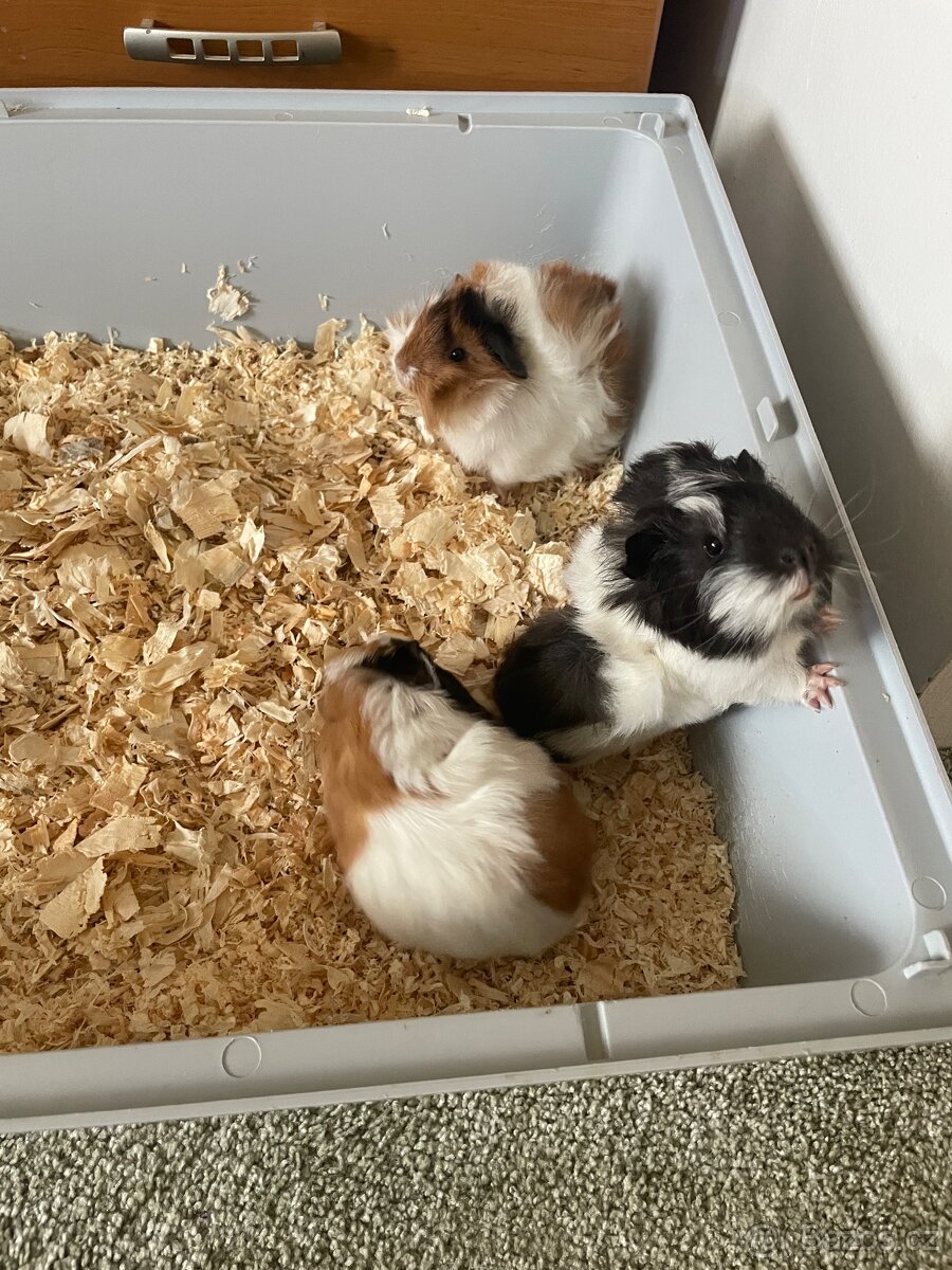 Morče, morčata - 4