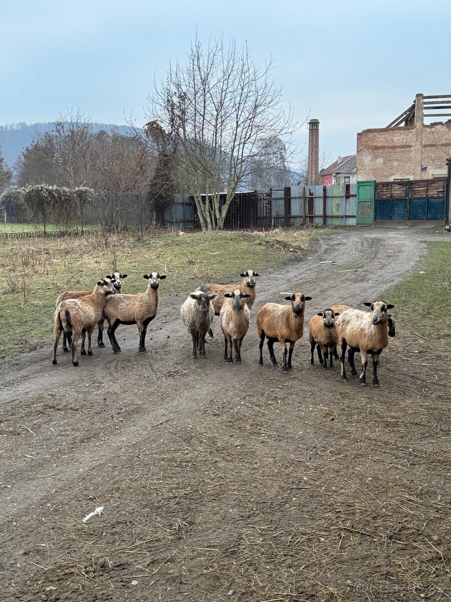 Ovce kamerunské - 4