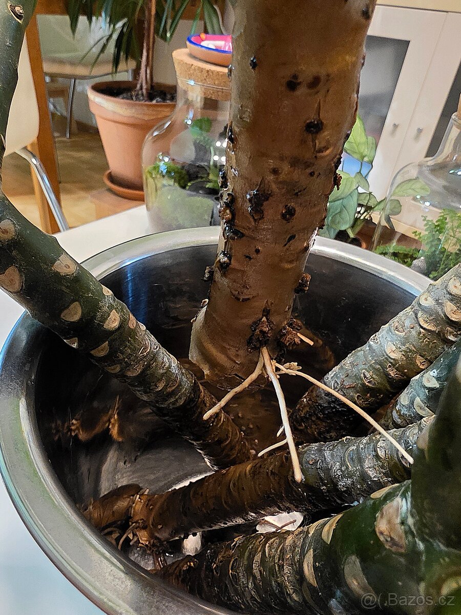 Pokojová rostlina - Plumeria - 4