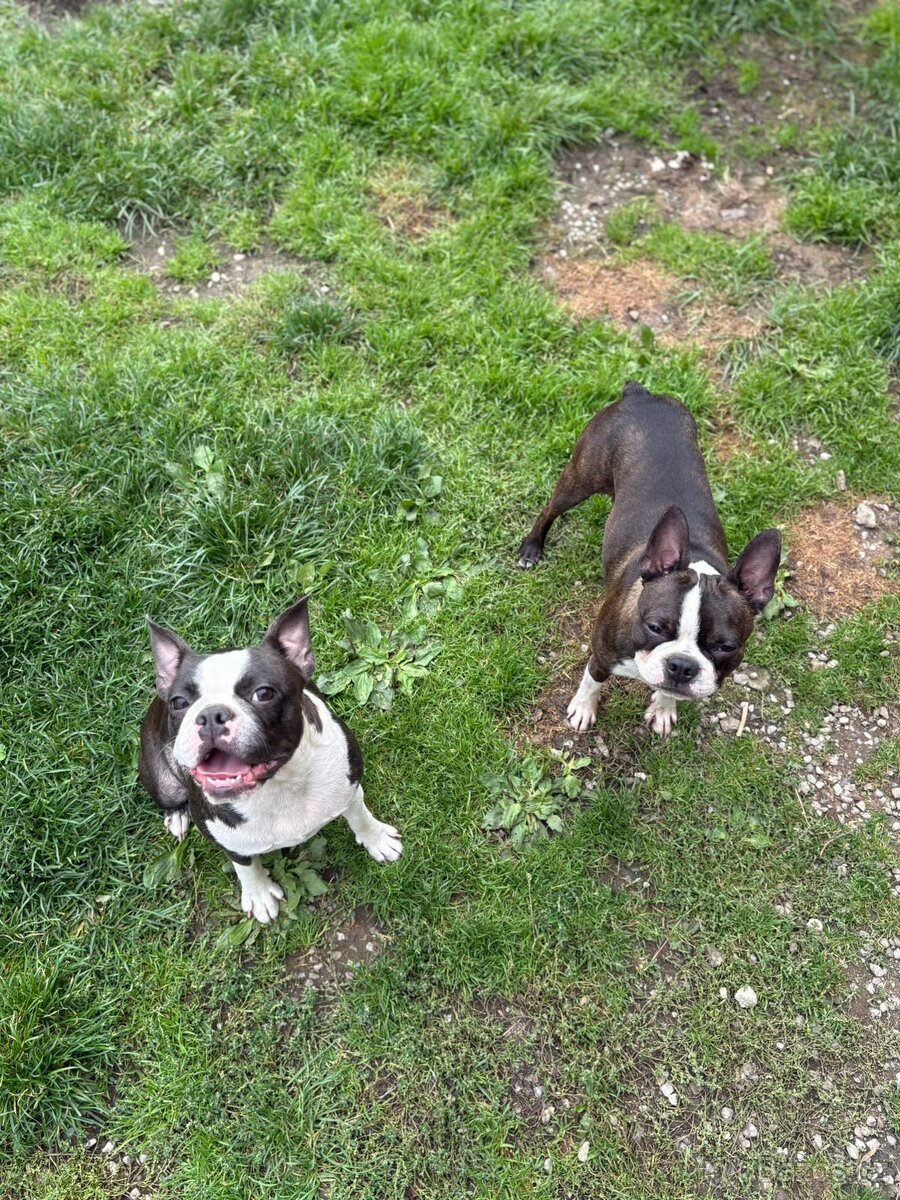 Bostonský teriér Silber El Kladruby - 4