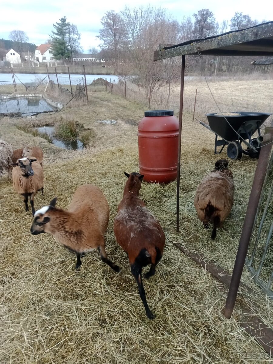 Kamerunské ovečky - 4