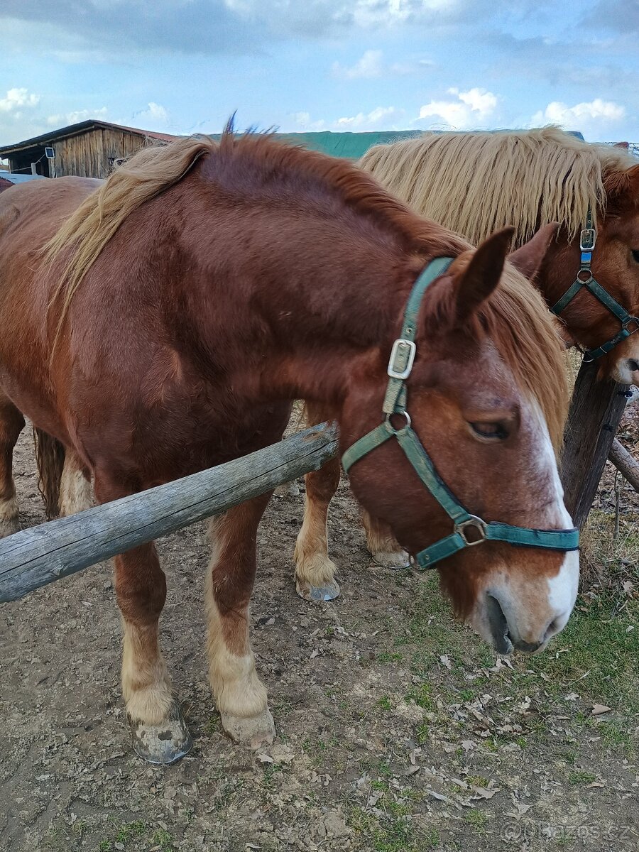 Prodám 2 valachy ČMB - 4