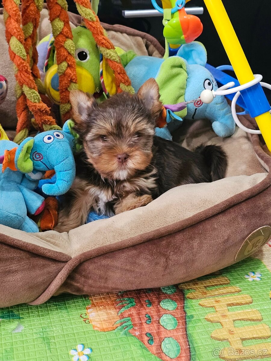 Jorkšírský teriér Čoko - 4