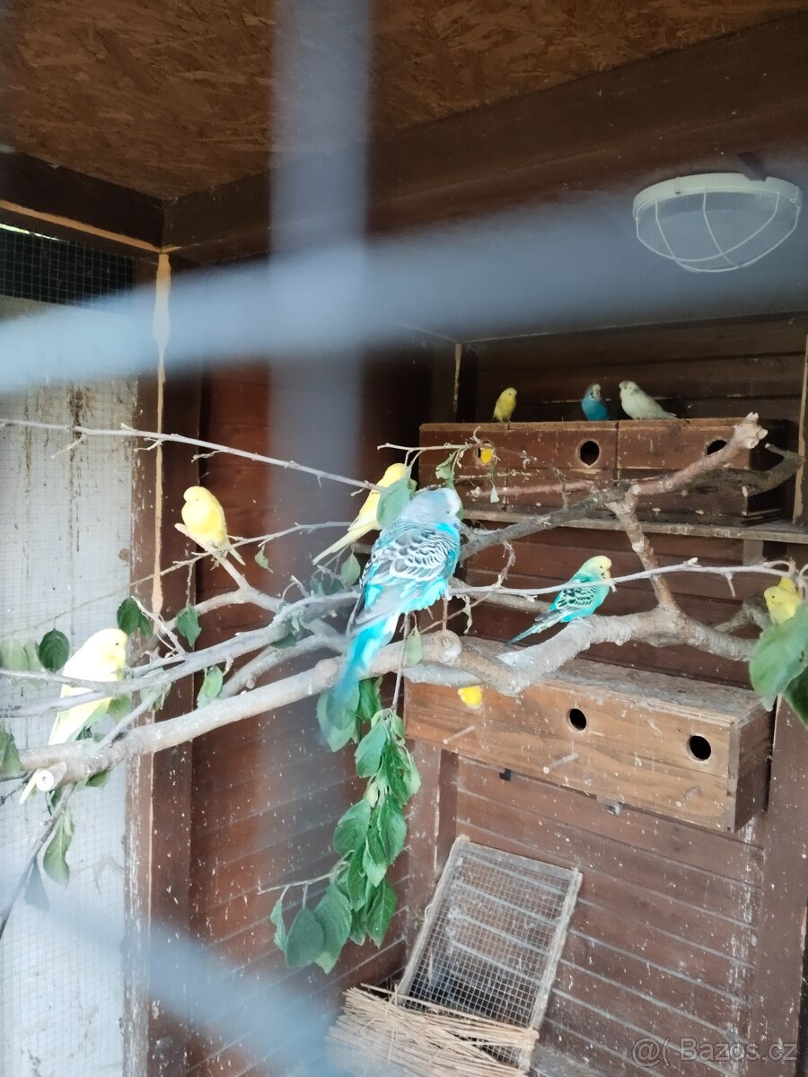 Andulka vlnkovaná - 4