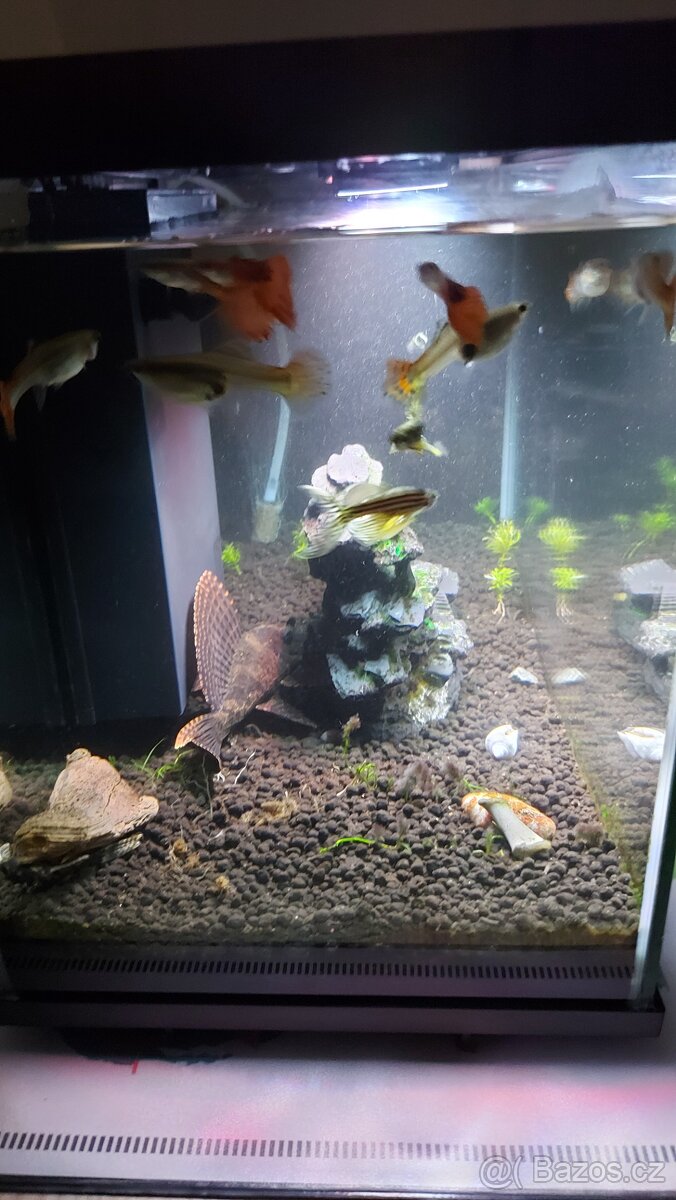 Akvarium s rybami - 4