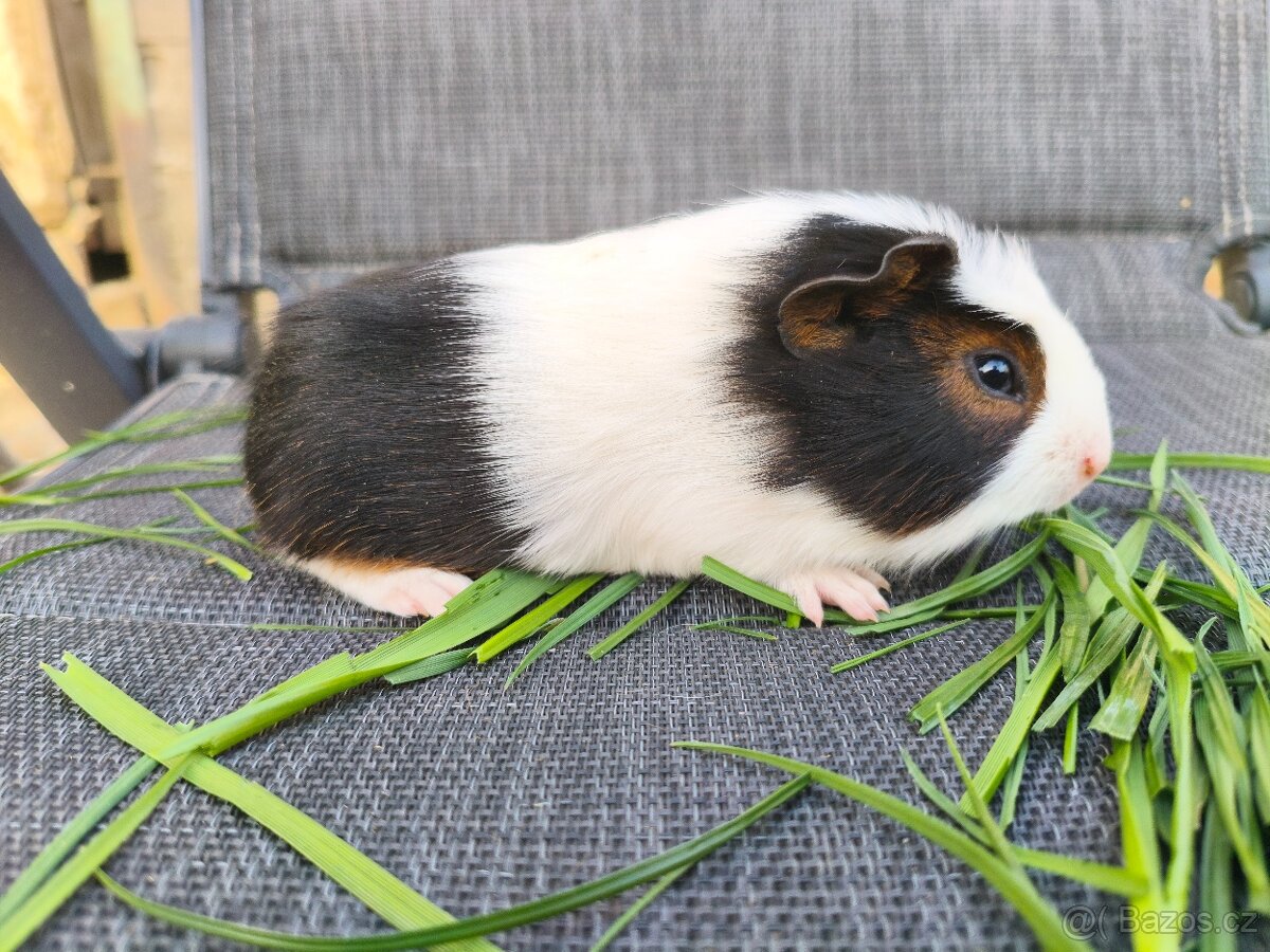 Cuy morčata - 4