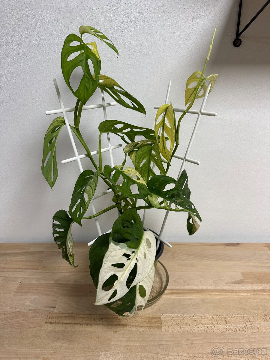 Monstera Adansonii Japanese Tricolor - 4