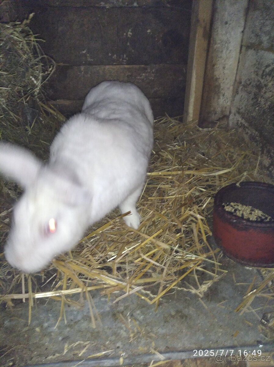 Brojlerové kralici - 4