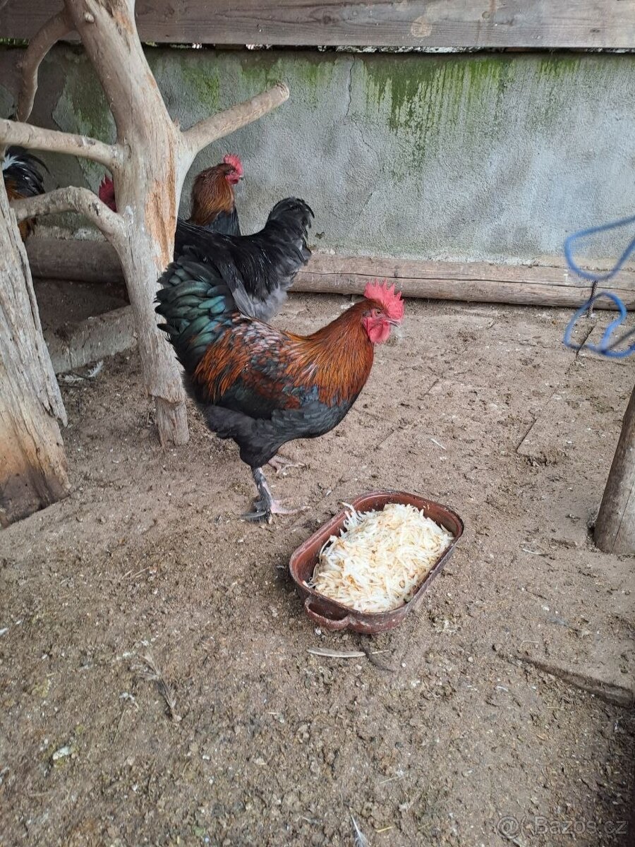 Prodám mladé kohouty - 4