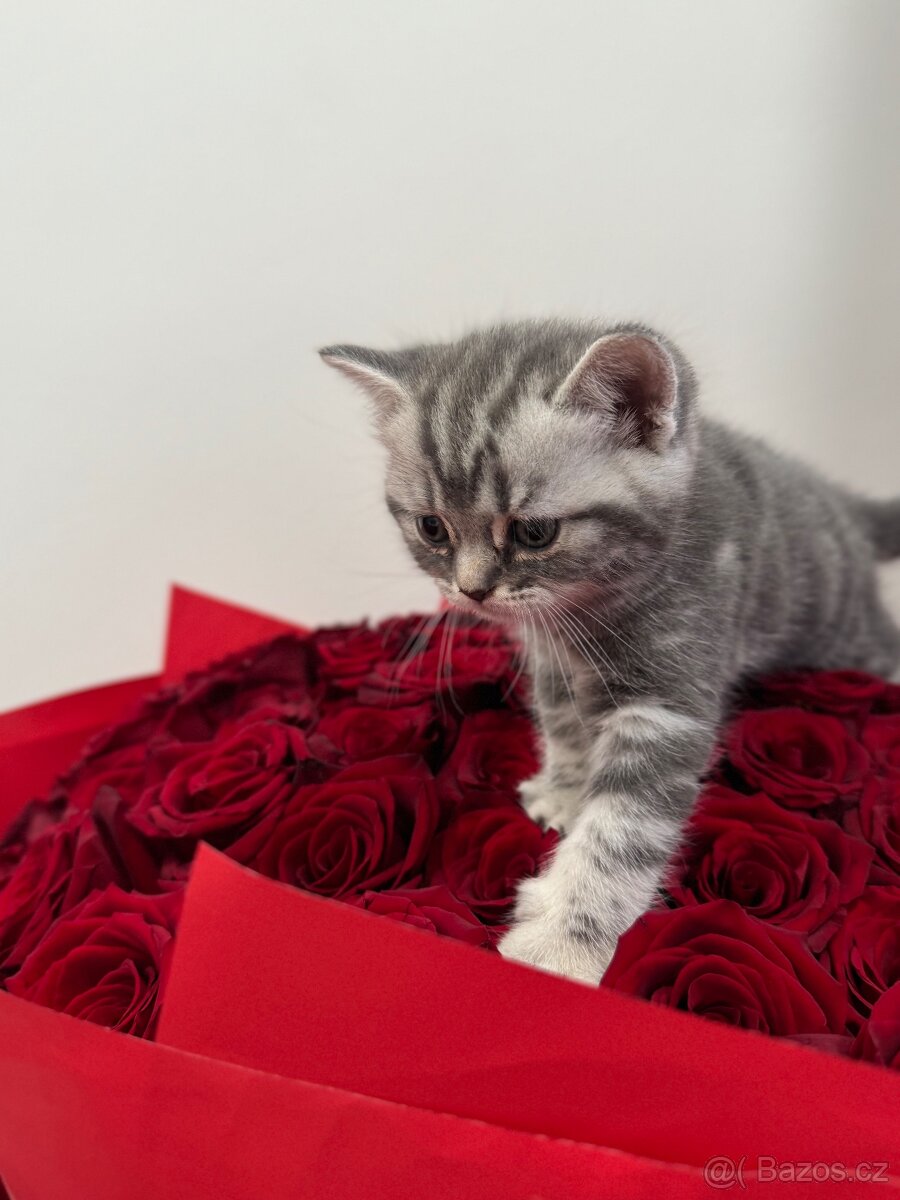 Britská whiskas koťátka bez PP - 4