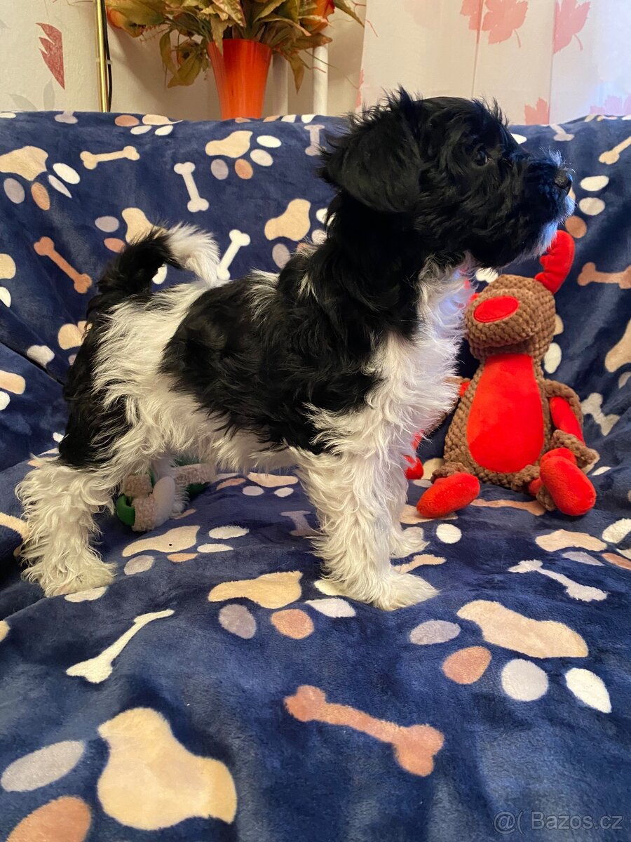 Knírač malý barevný - 4