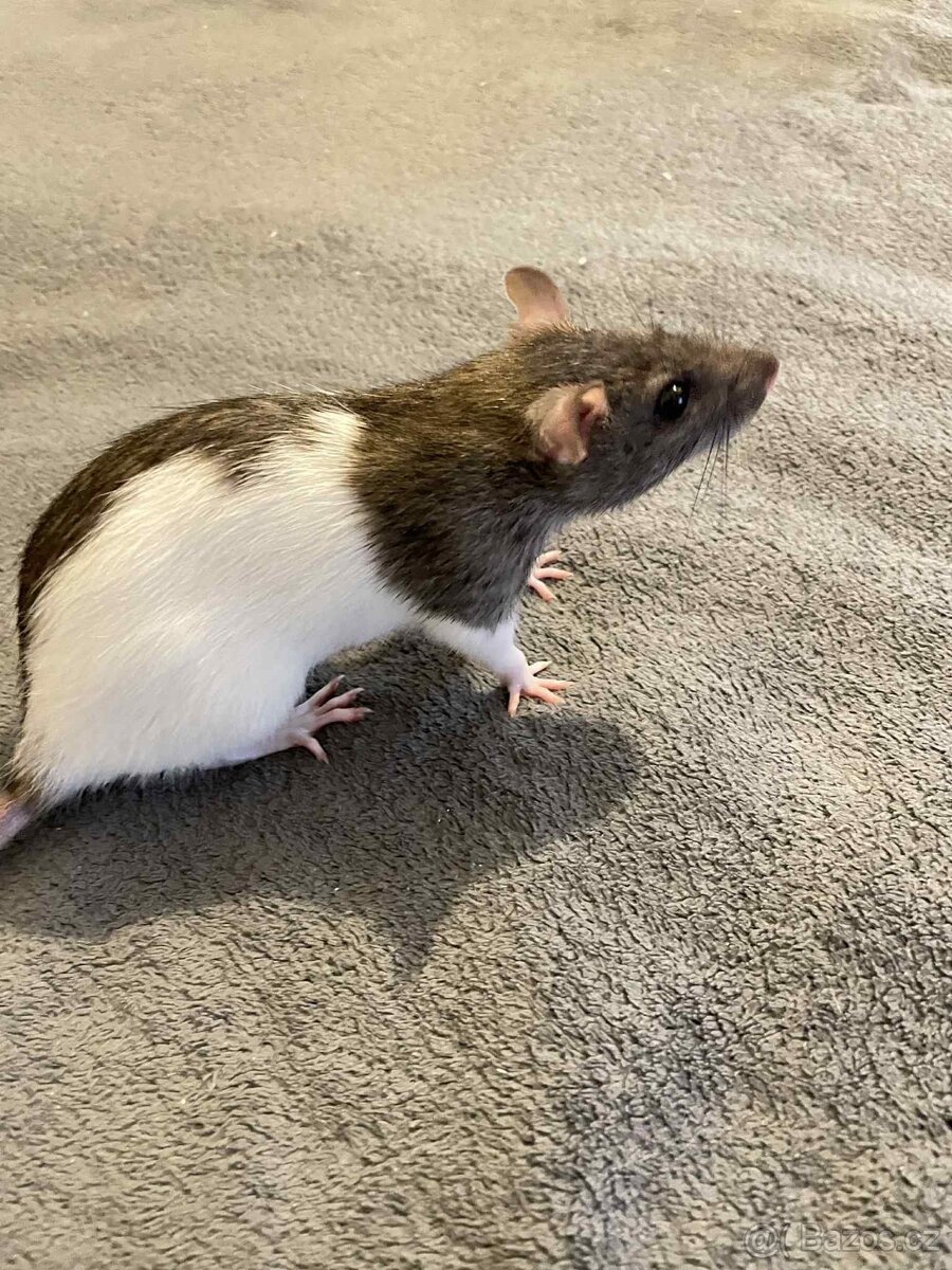 Potkany mazlicci na chov - 4