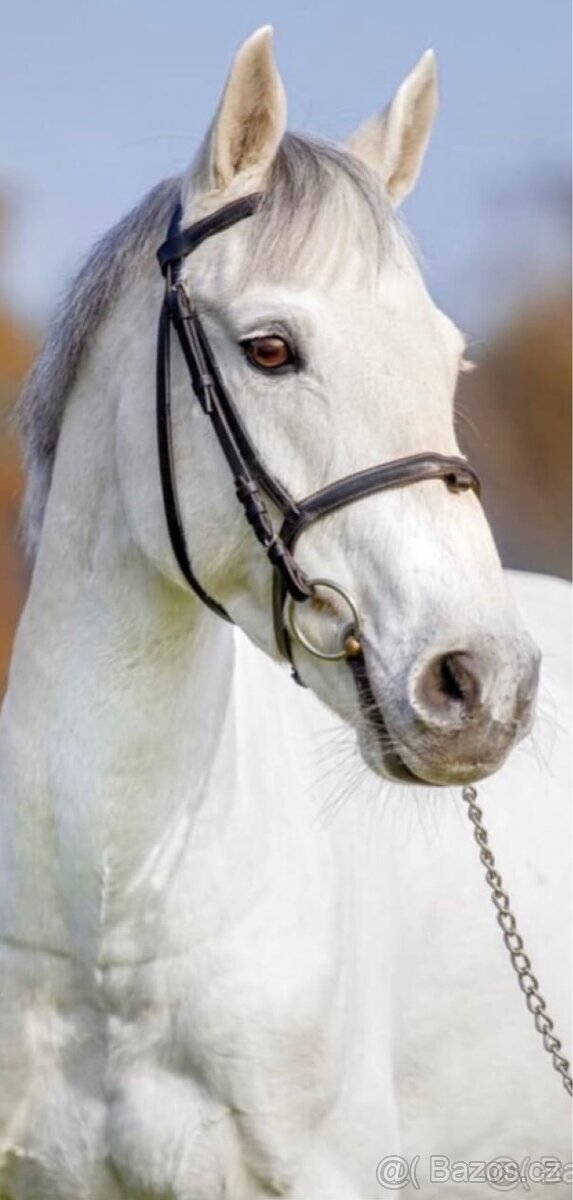 Pony účastník MČR - 4