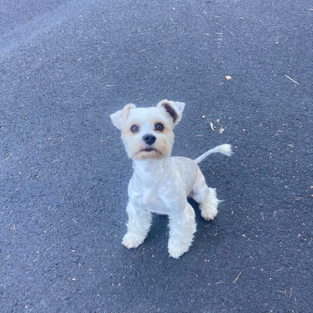 Jorkšírský teriér (biro) - 4