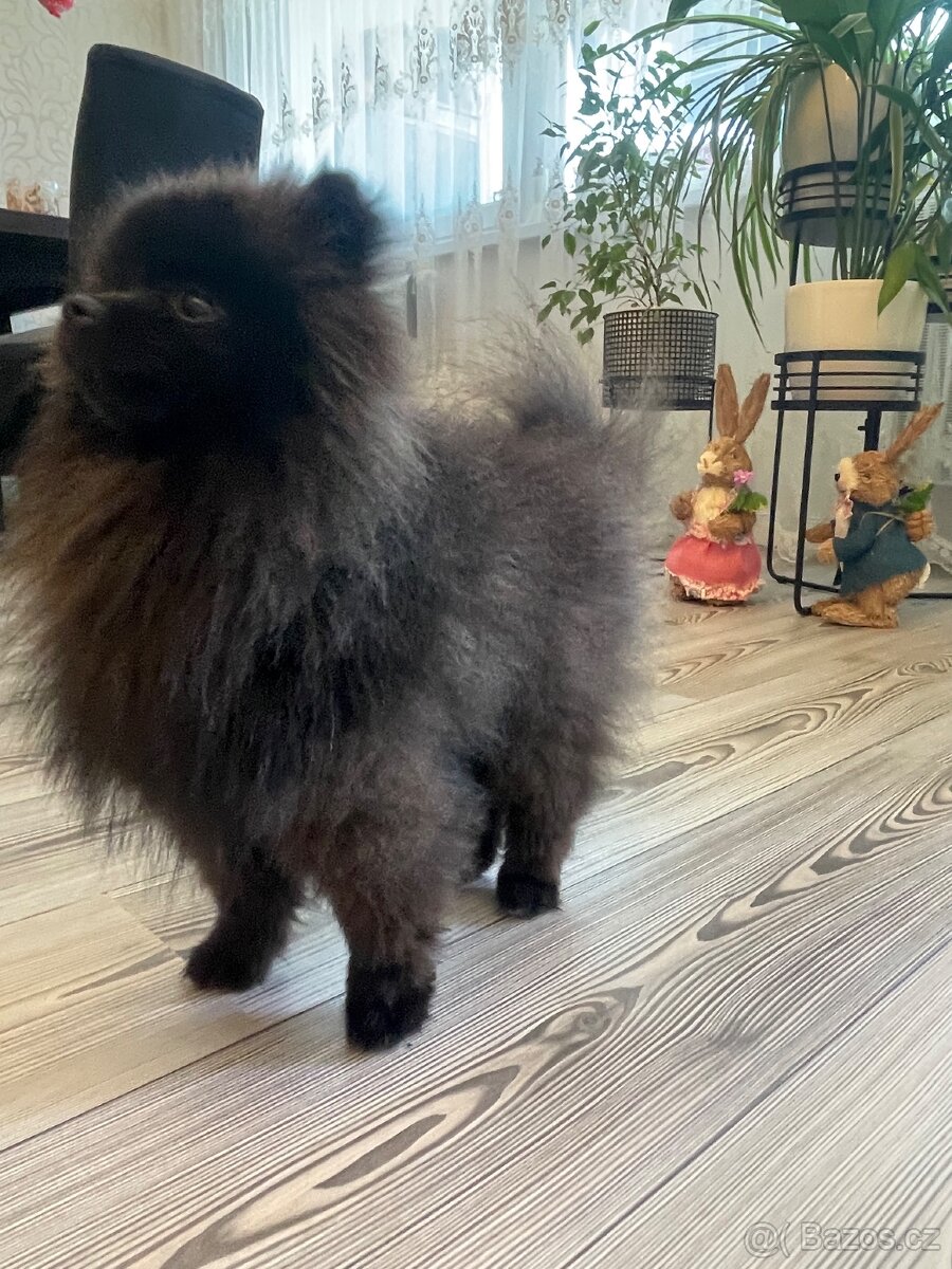 Pomeranian s PP - 4
