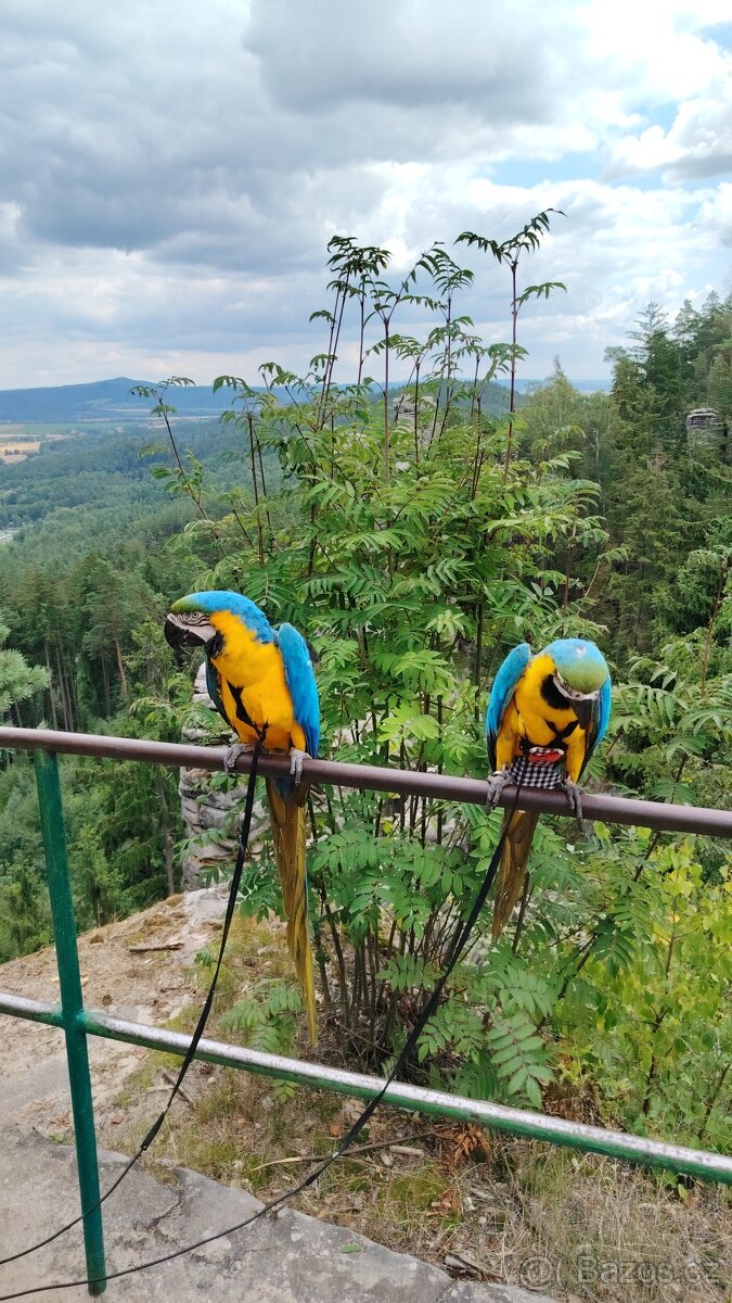 Papouščí párty - 4