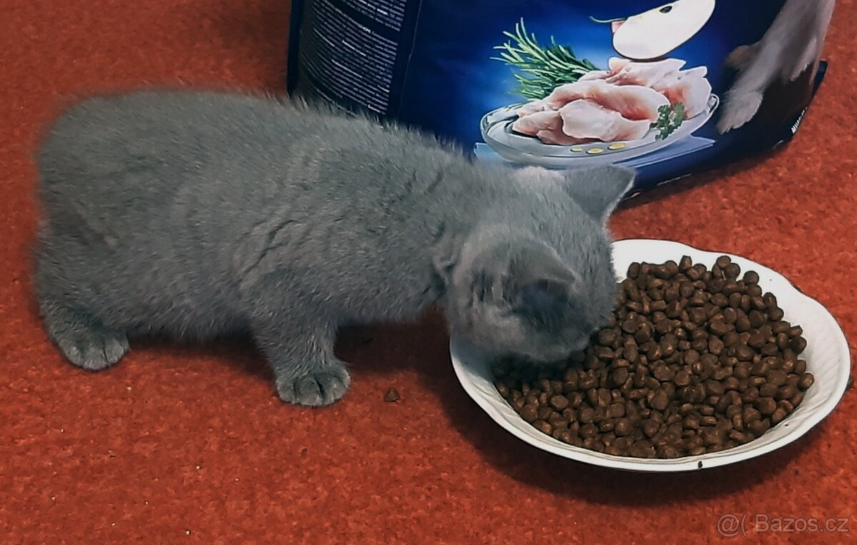 Britská modrá koťata - 4