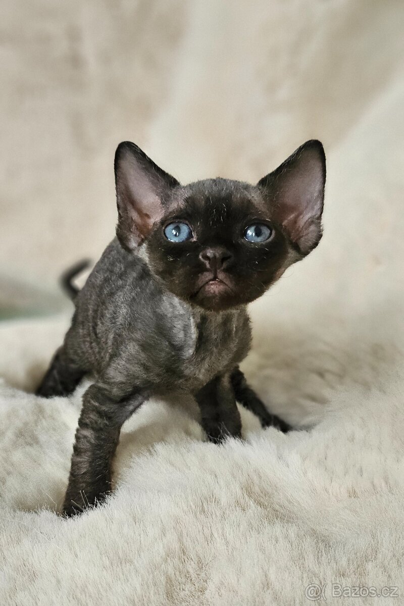 Devon rex kocourci s průkazem původu - 4