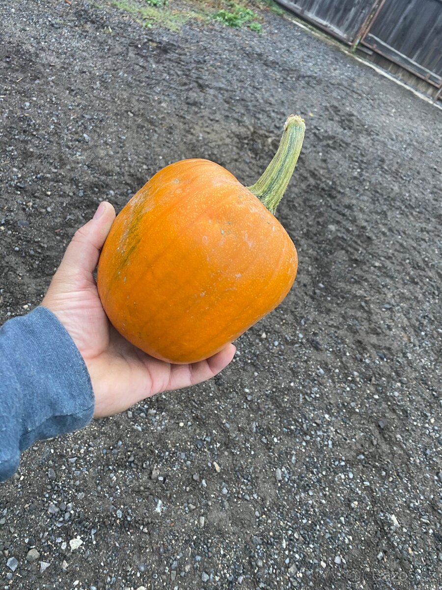 Halloweenské dýně velkoodběr - 4