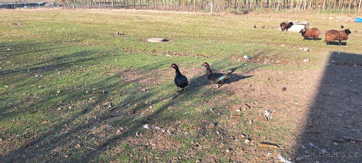 Husa Česká, kachna pižmová - 4