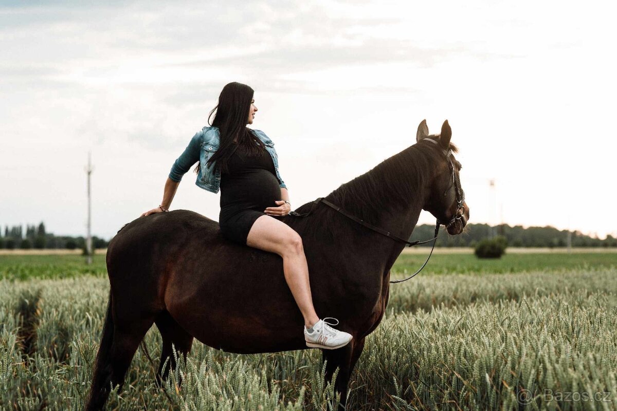 A 1/1 a český teplokrevník - 4