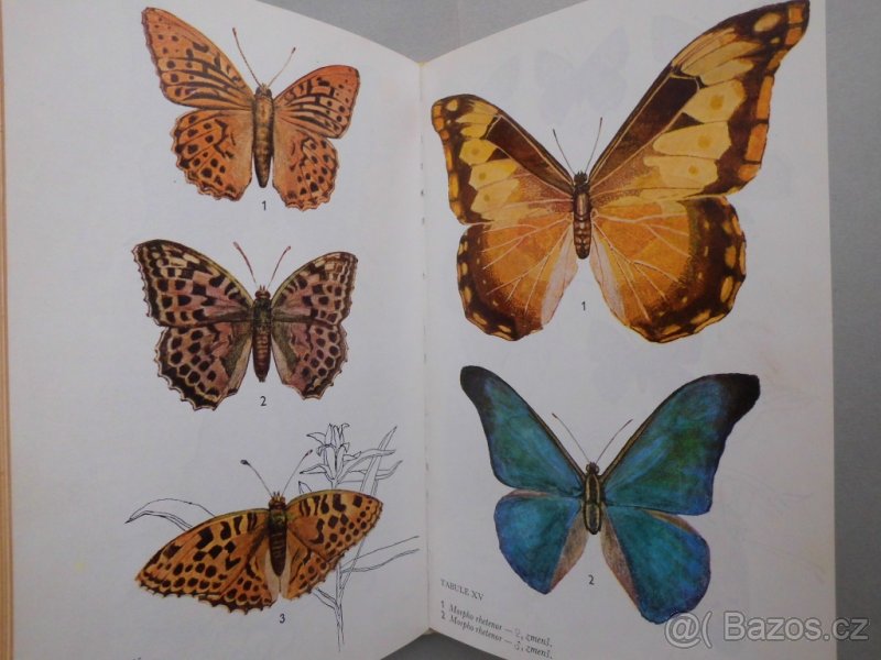 Stopaření+Úprava trofejí+Motýli+Brouci+Andulky+Chov králíků - 4