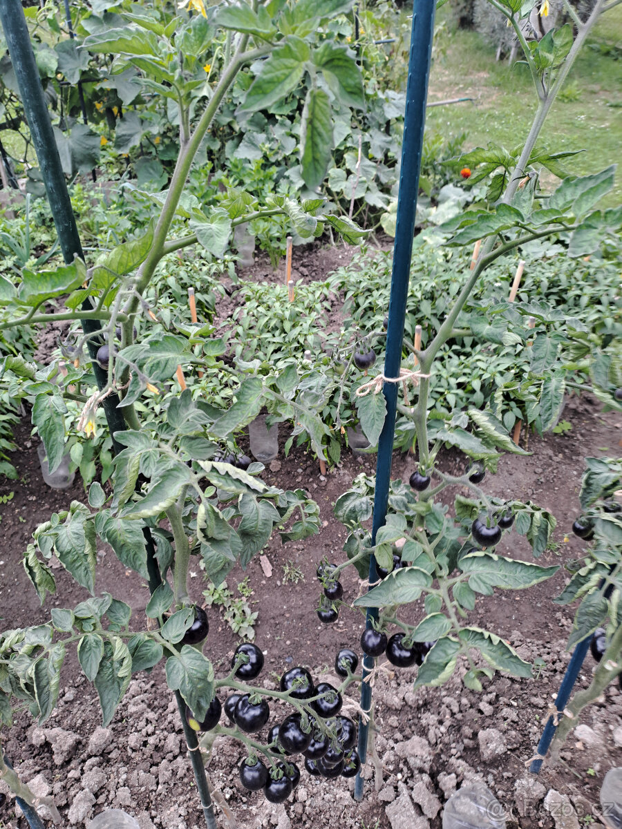 Černé rajče (indigo) semínka - 4