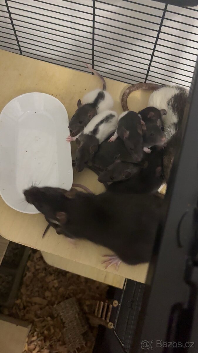 Potkánci k odběru - 4