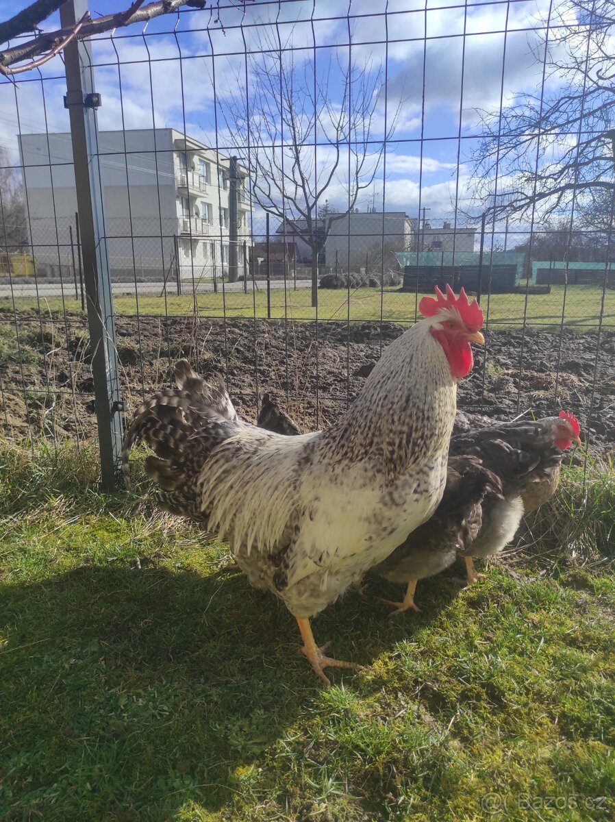 Bielefeld strieborné NV - 4