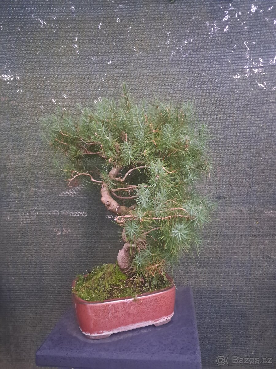 Bonsaj,bonsai Borovice různé druhy - 4