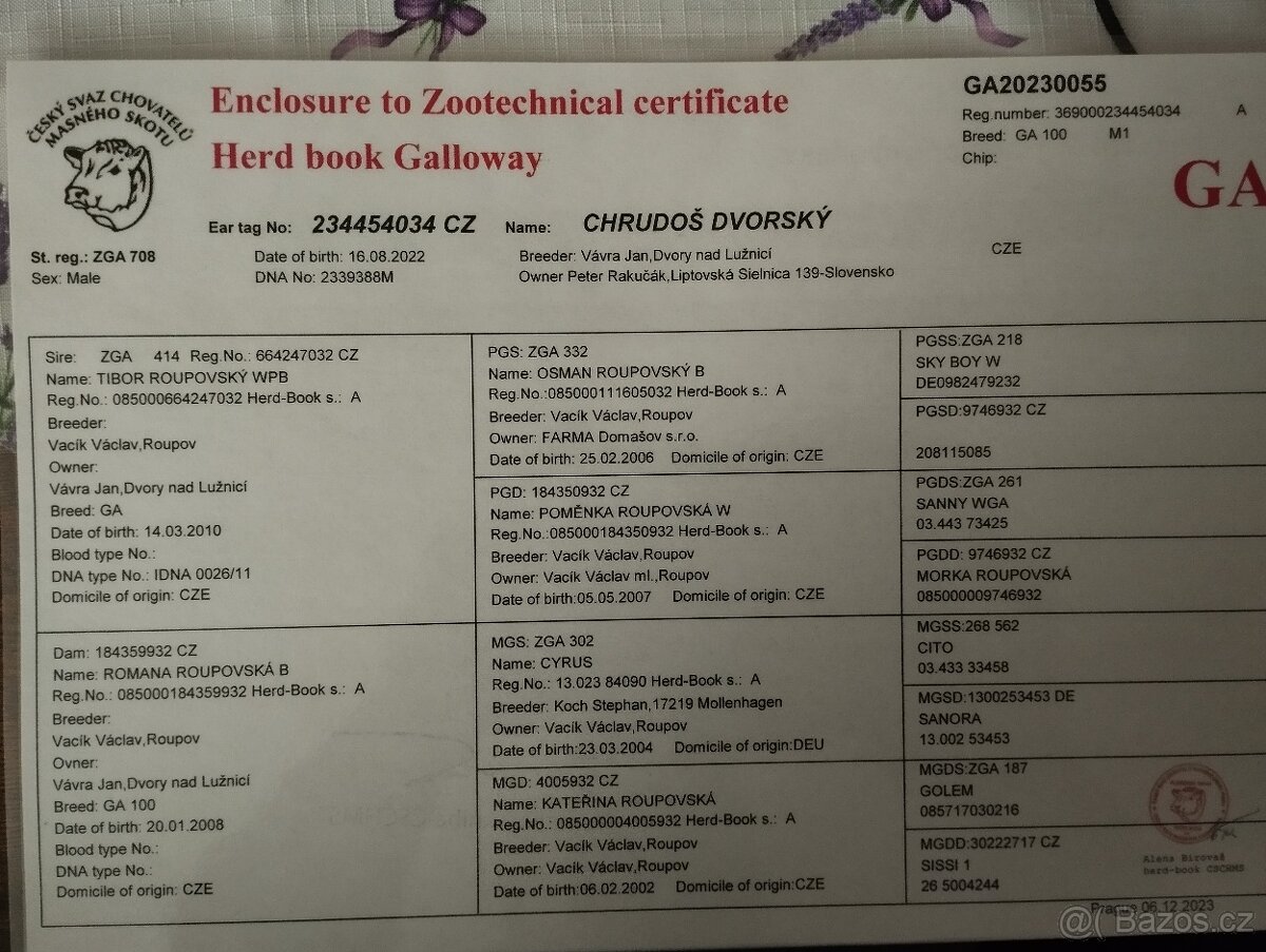 Plemenný býk galloway - 4