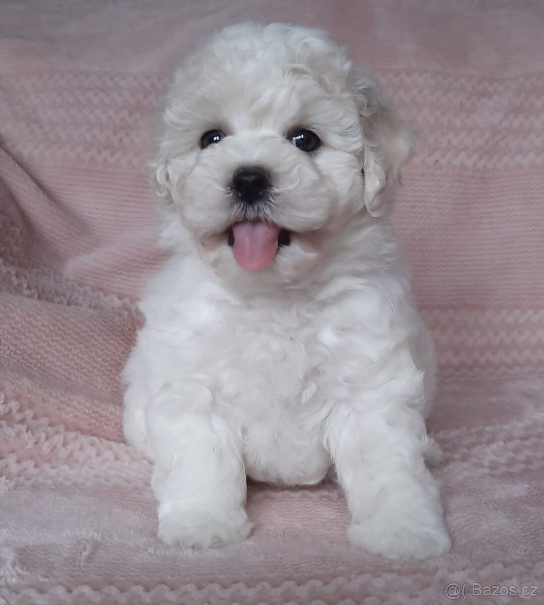 Bišonek - Bichon a poil Frisé - 4