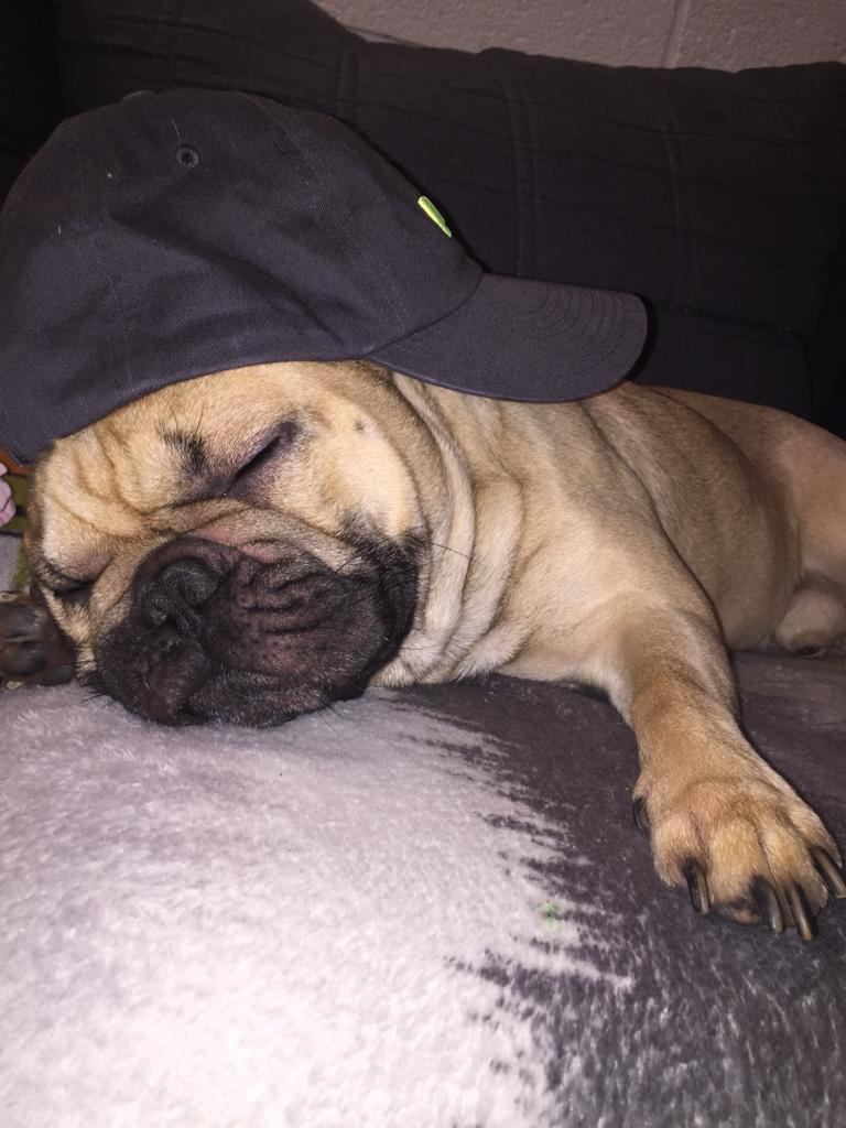 Francouzský buldoček - 4