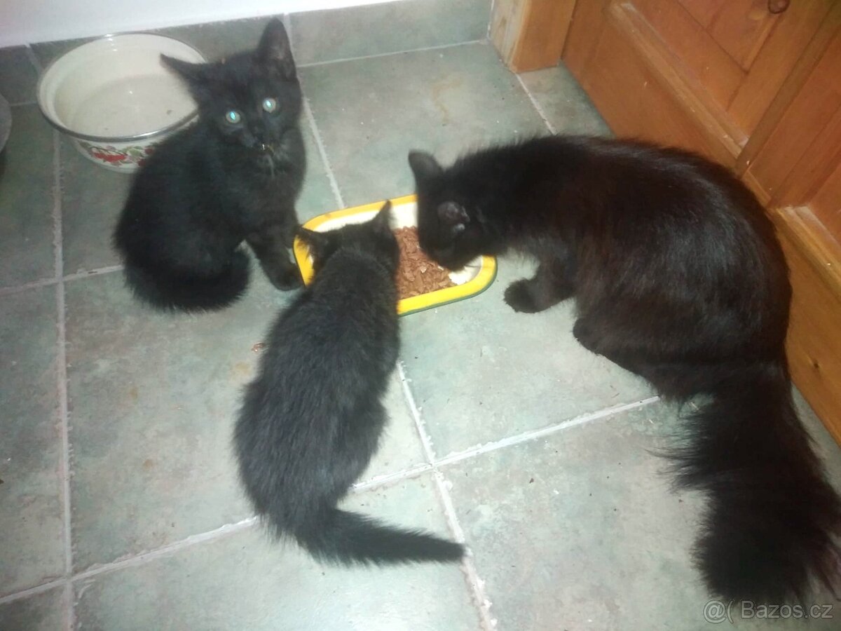 Malý černý Ďáblík hledá nové království. 🐾😺🐾 - 4