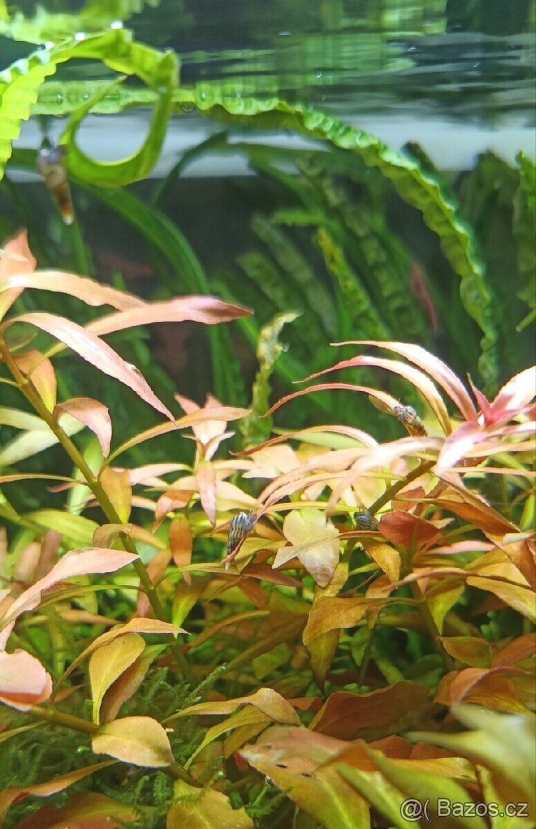 Piskořka vežovitá, akvarijní šnek (Melanoides tuberculata) - 4