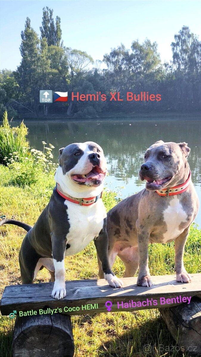 American Bully XL (reg. ABKC) Modrá a Šampaň štěňátka - 4