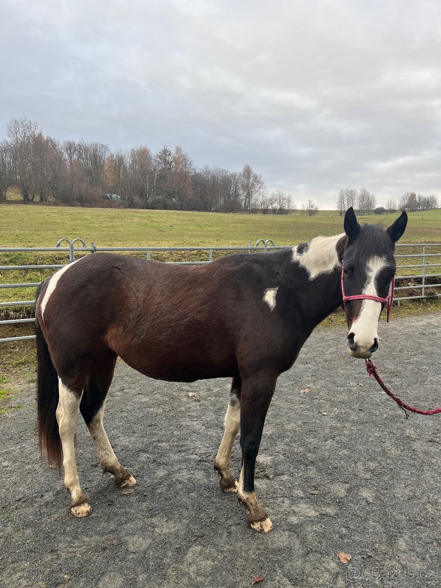 2,5 letá APH klisna - 4